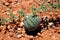 Cucumis myriocarpus melon