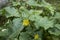 Cucumis sativus trail close up