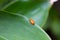 Cucurbit leaf beetle or Aulacophora indica on a green leaf