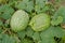 Cucurbita ficifolia growing.