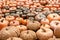 Cucurbita Maxima, different sorts of Pumpkin squash, Thanksgiving background