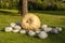 Cucurbita Maxima Giant Pumpkin cucurbita pumpkin pumpkins from a