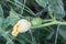 Cucurbita maxima subspecies andreana, inedible wild squash native to south america