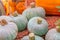 Cucurbita moschata Duchesne Sweetie, green blue round pumpkin, vegetable harvest festival