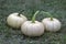 Cucurbita moschata pumpkins, group of tasty edible squash in the grass
