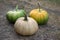 Cucurbita moschata pumpkins, group of tasty edible squash in the grass