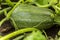 Cucurbita pepo among the bushes in the garden surrounded by leaves. Green not ripe pumpkin in garden in the village. Ecological