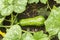 Cucurbita pepo among the bushes in the garden surrounded by leaves. Green not ripe pumpkin in garden in the village. Ecological