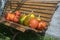 Cucurbita pepo and cucurbita maxima on wooden bench, ripened vegetables, autumn harvest