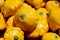 Cucurbita pepo, Yellow starburst squash, Yellow pattypan