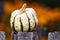 Cucurbita, Squash, Pumpkin, or Gourd decoration in autumn