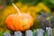 Cucurbita, Squash, Pumpkin, or Gourd decoration in autumn