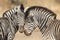 Cuddles between two zebras