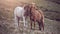 Cuddling faroese horses