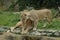 Cuddling lions