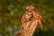 Cuddling pair of Little Owls Athene noctula perched on a pale close up enlightened by evening sun