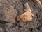 Cuddling Sea Lions