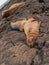 Cuddling Sea Lions