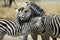 Cuddling zebras, Tarangire National Park, Tanzania