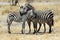 Cuddling zebras, Tarangire National Park, Tanzania