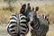 Cuddling zebras, Tarangire National Park, Tanzania