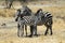 Cuddling zebras, Tarangire National Park, Tanzania