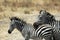 Cuddling zebras, Tarangire National Park, Tanzania