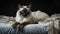 Cuddly Companions: a Portrait of Domestic Cats Relaxing on a Cozy Sofa