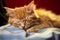 Cuddly dreams red Maine Coon kitten naps in blissful repose