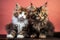 Cuddly duo Maine Coon tortoiseshell kittens, sharing feline joy and mischief