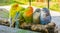 Cuddly family of parakeets sitting close together on a branch