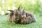 Cuddly furry rabbit bunny brown family lying down playful together on green grass over natural background. Two family baby bunny