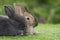 Cuddly furry rabbit bunny sitting and lying down sleep together on green grass over natural background. Close up face little