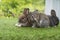 Cuddly furry rabbit bunny sitting and playful together on green grass over natural background. Lovely little bunny brown grey