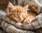 A cuddly ginger kitten nestles in a cozy blanket, peacefully dozing off with a contented purr