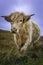 Cuddly highland cow standing on pasture and looking at camera