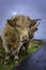 Cuddly highland cow standing on roadside and looking at camera