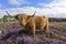 Cuddly Scottish highland cattle in pink heather, Scotland, Great Britain