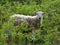 Cuddly sheep amidst fern plants
