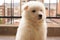 Cuddly white Puppy samoyed