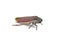 Cuerna costalis - Lateral lined Sharpshooter is a species of Cicadomorpha in the family leafhopper. They are diurnal. isolated on