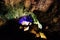 Cueva de los Verdes, Green Cave in Lanzarote. illuminated wall