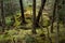 Culag Woods near Lochinver, Highlands of Scotland. Photo shows lichen and moss on the floor of the woods