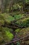 Culag Woods near Lochinver, Highlands of Scotland. Photo shows lichen and moss on the floor of the woods