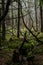 Culag Woods near Lochinver, Highlands of Scotland. Photo shows lichen and moss on the floor of the woods