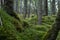 Culag Woods near Lochinver, Highlands of Scotland. Photo shows lichen and moss on the floor of the woods