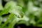 Culantro or eryngium foetidum green leaf on nature background