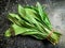 Culantro or long Coriander isolated on black floor background