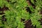 Culantro, long coriander or Mexican coriander, tropical perennial herb