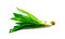 Culantro, sawtooth long leaf coriander isolated on white background